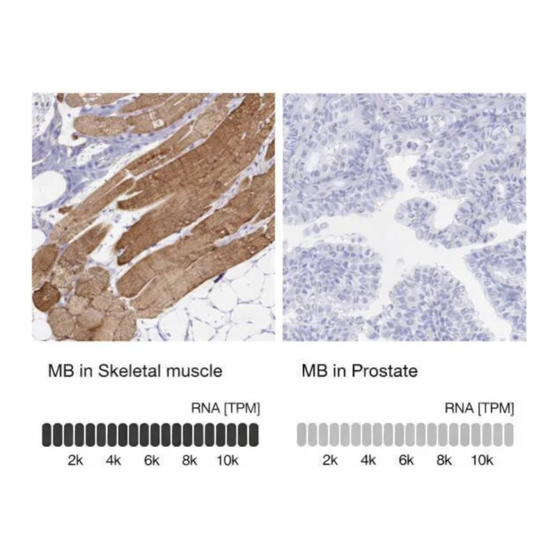Merck Anti-MB antibody produced in rabbit