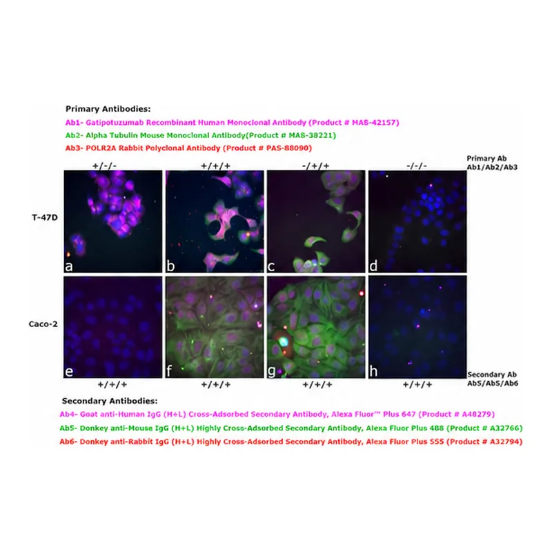Thermo Fisher Scientific Goat anti-Human IgG (H+L) Cross-Adsorbed Secondary Antibody, Alexa Fluor Plus 647