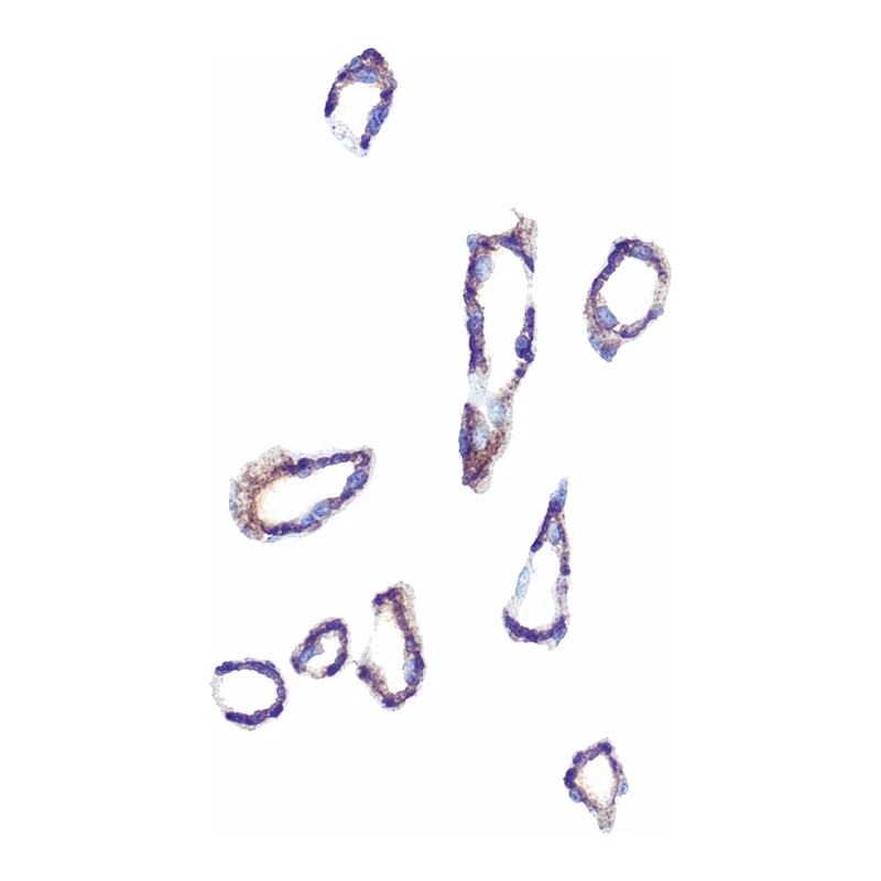 Merck Anti-Aquaporin-4 (AQP4) antibody produced in rabbit