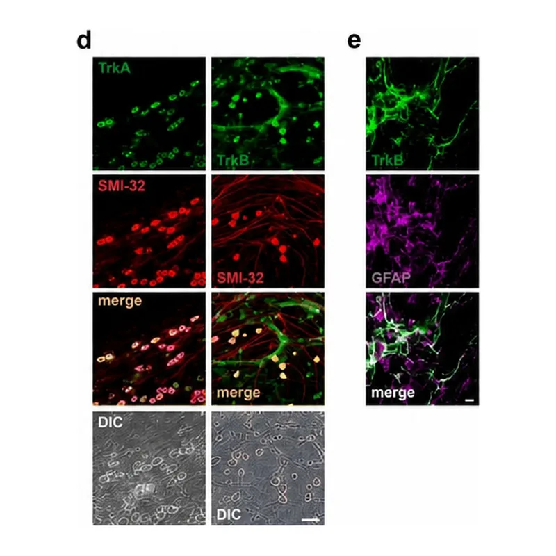 Thermo Fisher Scientific Goat anti-Mouse IgG (H+L) Cross-Adsorbed Secondary Antibody, Alexa Fluor 635