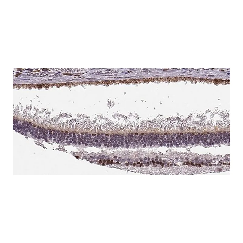 Merck Anti-SIX6 antibody produced in rabbit
