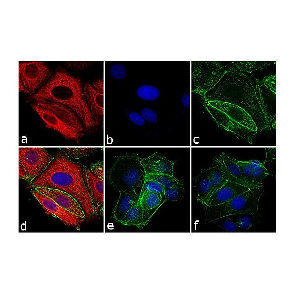 Thermo Fisher Scientific Goat anti-Mouse IgG Fc Cross-Adsorbed Secondary Antibody, APC