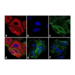 Thermo Fisher Scientific Goat anti-Mouse IgG Fc Cross-Adsorbed Secondary Antibody, APC