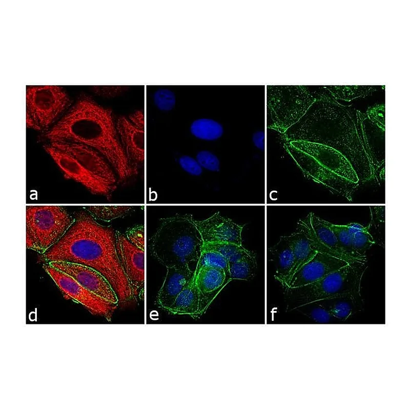 Thermo Fisher Scientific Goat anti-Mouse IgG Fc Cross-Adsorbed Secondary Antibody, APC