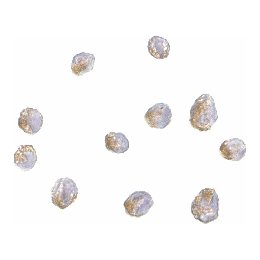 Merck Anti-LIS1 antibody produced in rabbit