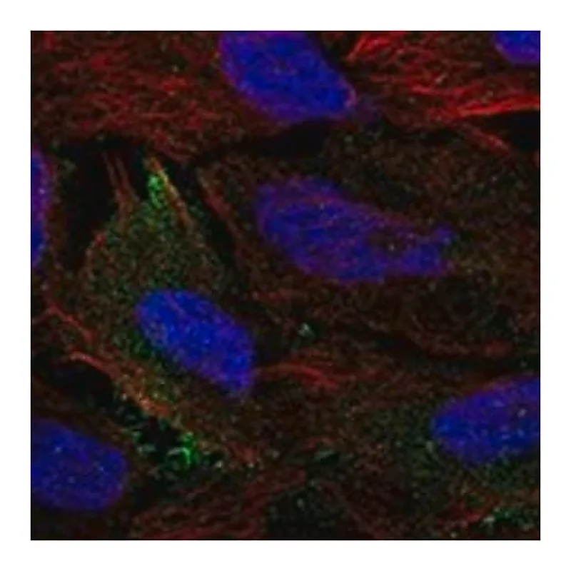 Merck Anti-CDH8 antibody produced in rabbit