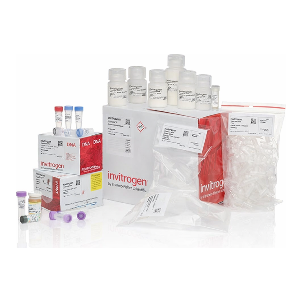 Thermo Fisher Scientific Zero Blunt TOPO PCR Cloning Kit, with pCR-Blunt II-TOPO Vector, One Shot TOP10 Chemically Competent E. coli, and PureLink Quick Plasmid Miniprep Kit