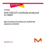 Merck Anti-VGLUT1 antibody produced in rabbit