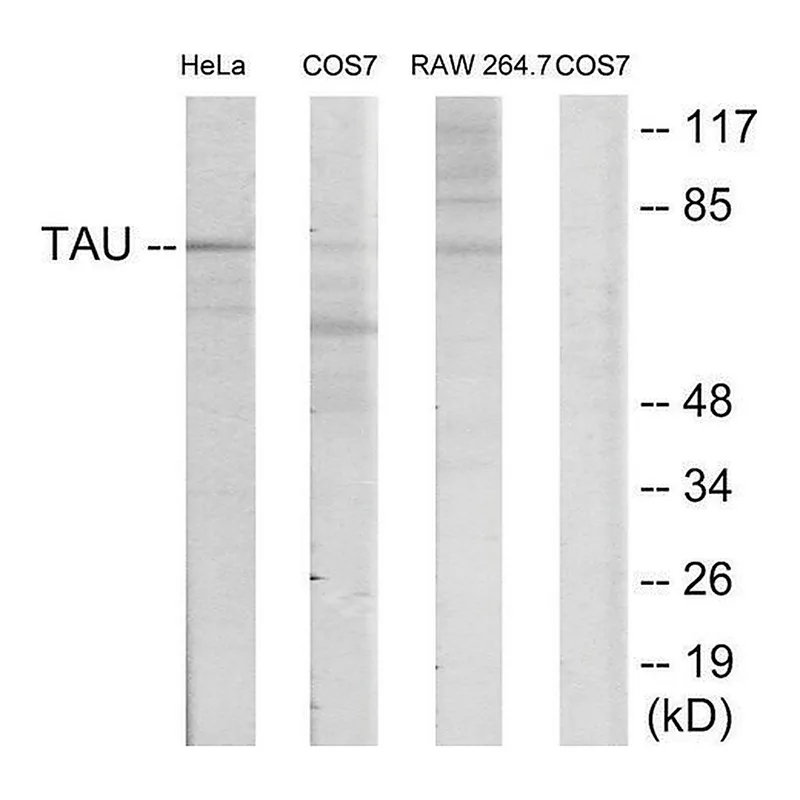 Merck Anti-TAU antibody produced in rabbit