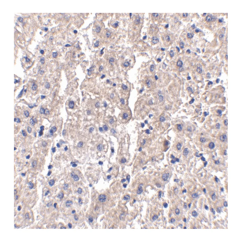 Merck Anti-DRAM (ab2) antibody produced in rabbit