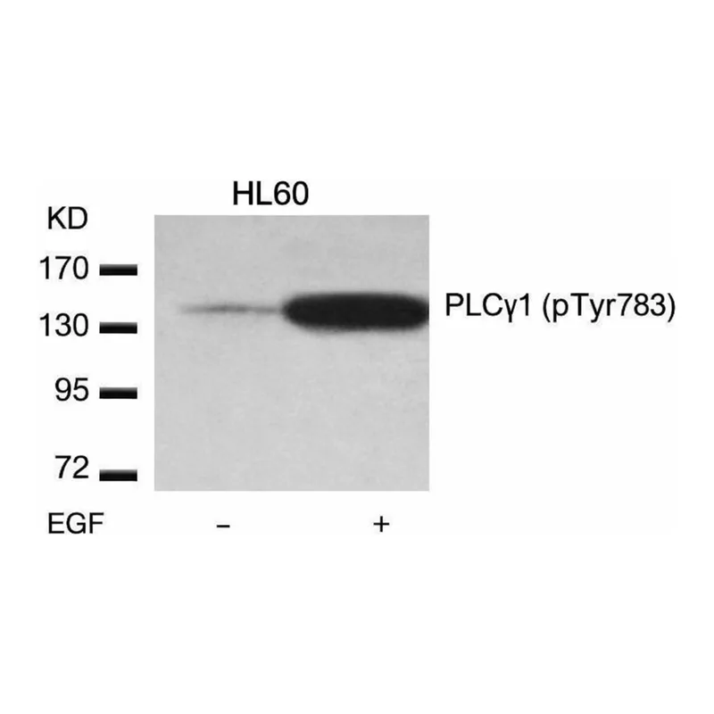 Merck Anti-phospho-PLCG1 (pTyr783) antibody produced in rabbit
