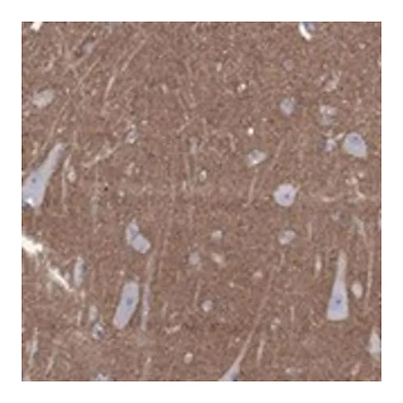 Merck Anti-SHISA4 antibody produced in rabbit
