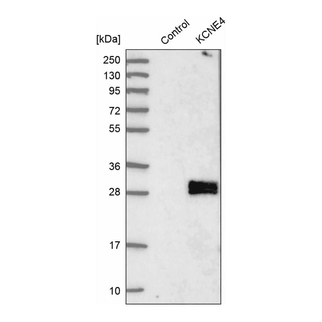 Merck Anti-KCNE4 antibody produced in rabbit