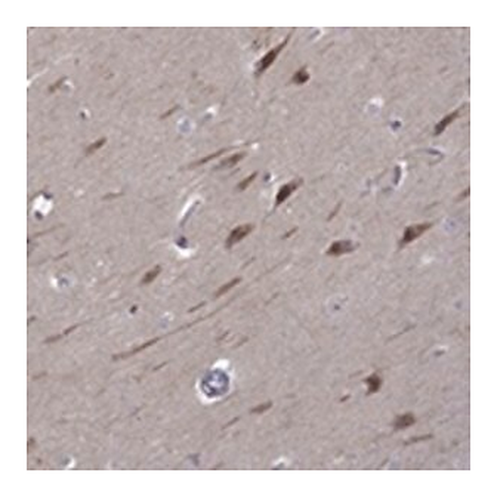 Merck ANTI-B3GAT1 ANTIBODY PRODUCED IN RABBIT