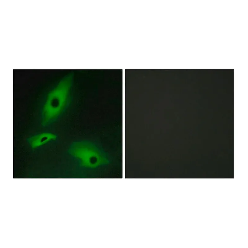 Merck Anti-LTBR antibody produced in rabbit
