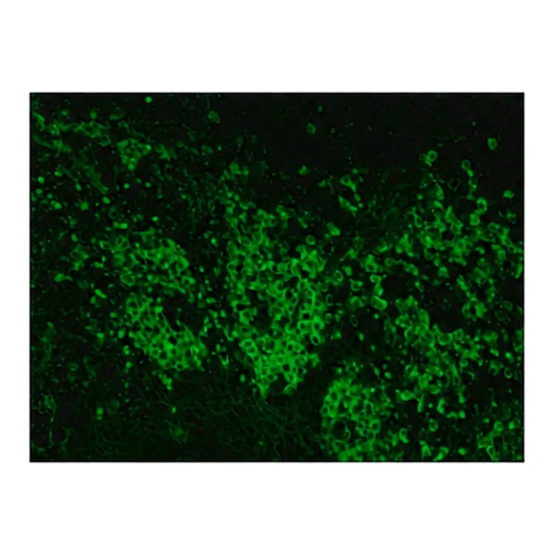 Merck Anti-Goat IgG (whole molecule)-FITC antibody produced in rabbit