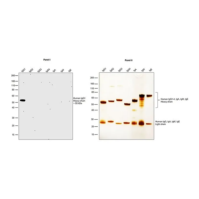 Thermo Fisher Scientific Mouse anti-Human IgG1 Secondary Antibody