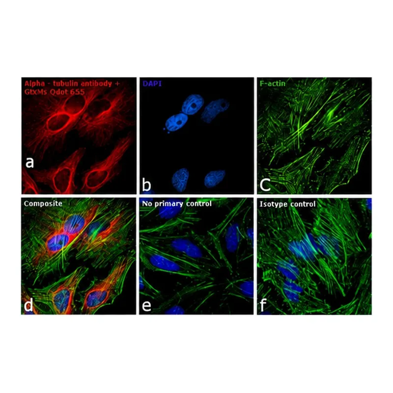 Thermo Fisher Scientific F(ab`)2-Goat anti-Mouse IgG (H+L) Secondary Antibody, Qdot 655