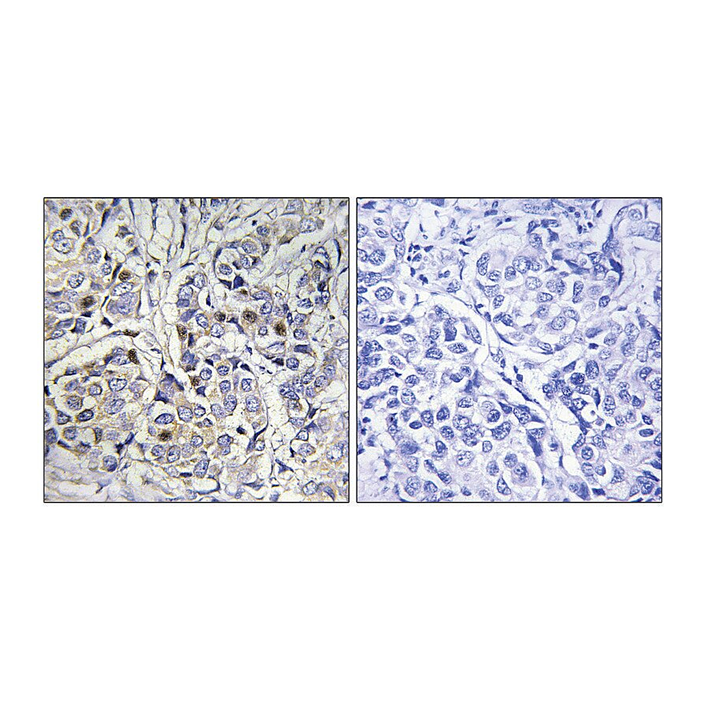 Merck Anti-Centromeric Protein A antibody produced in rabbit