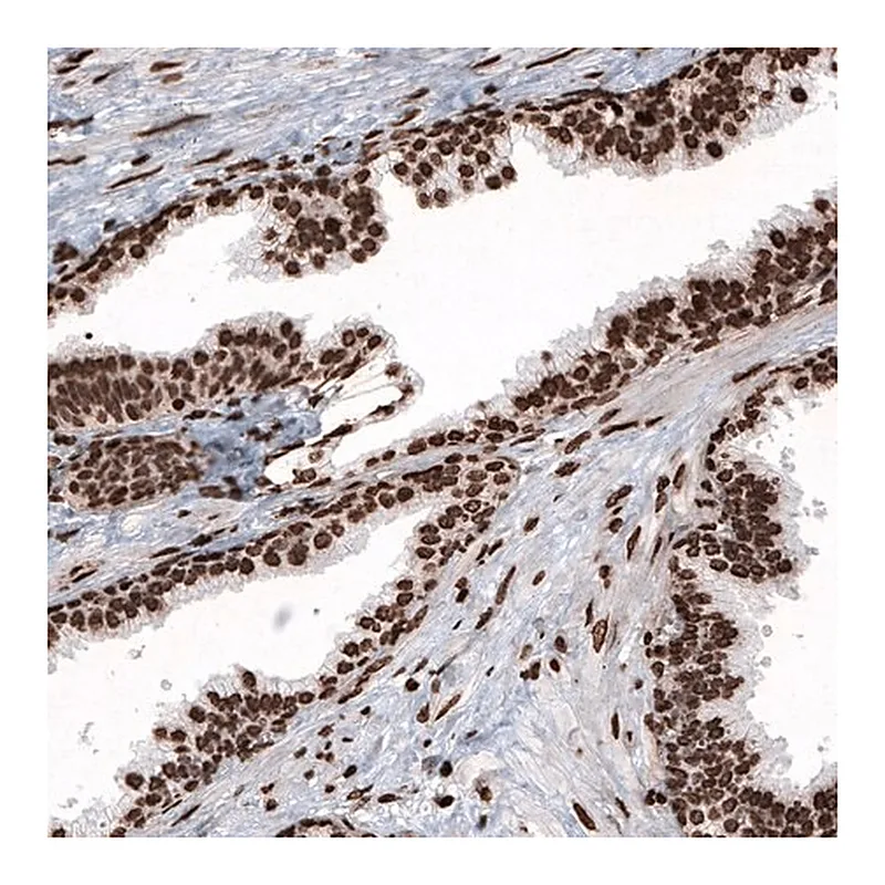 Merck Monoclonal Anti-HIST1H2BC antibody produced in mouse