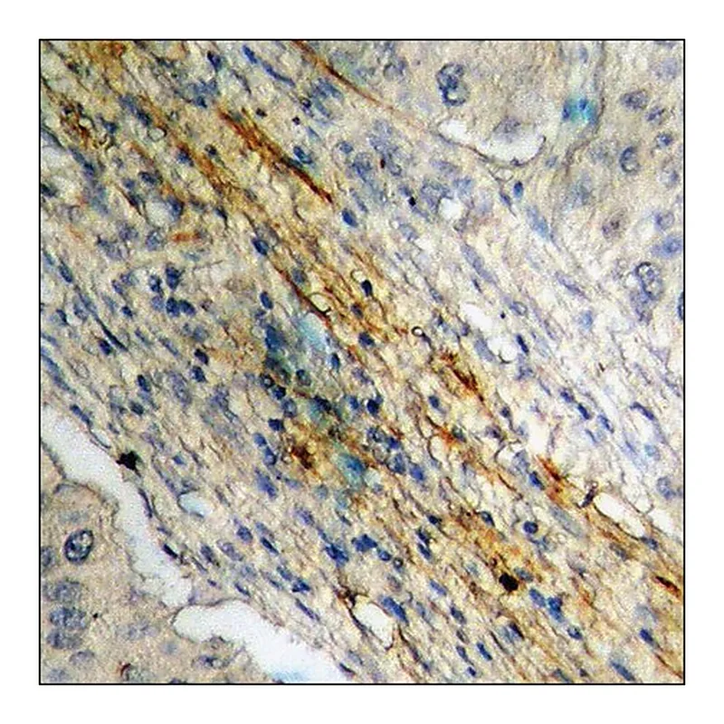 Merck Anti-phospho-Caldesmon (pSer789) antibody produced in rabbit