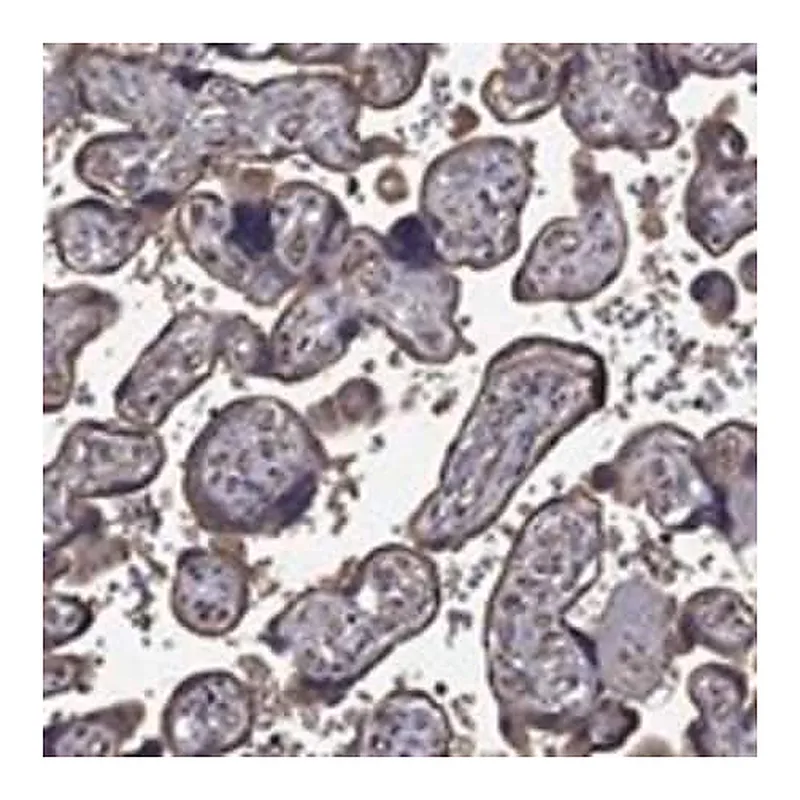 Merck Anti-FLT4 antibody produced in rabbit