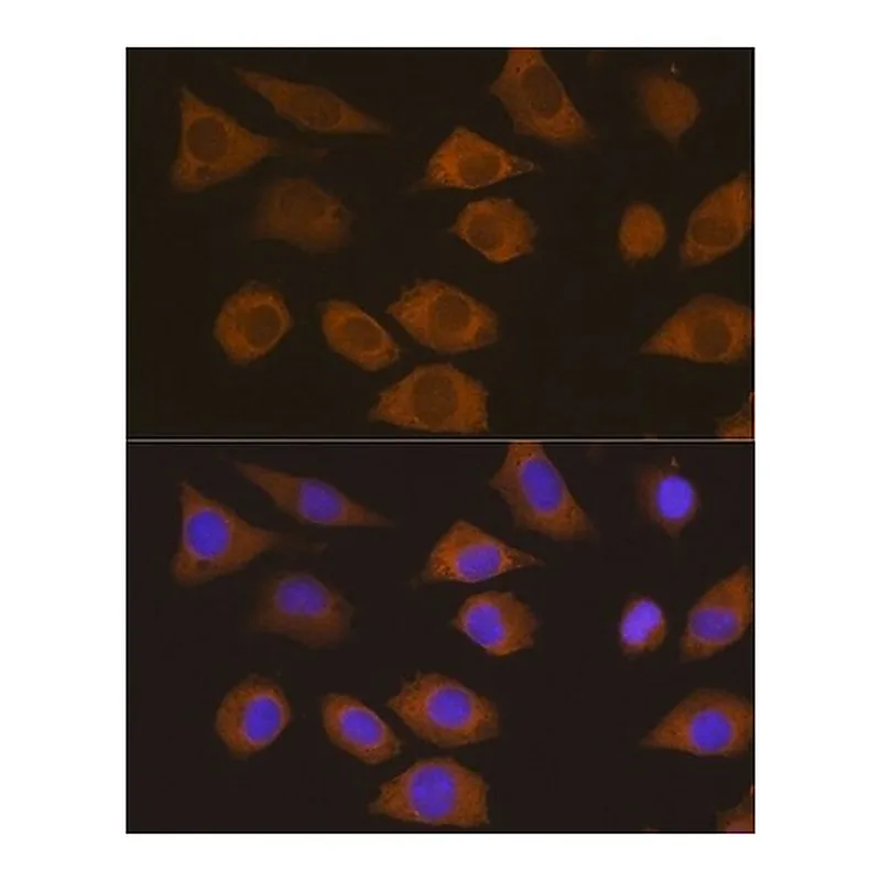 Merck Anti- CSDE1 antibody produced in rabbit