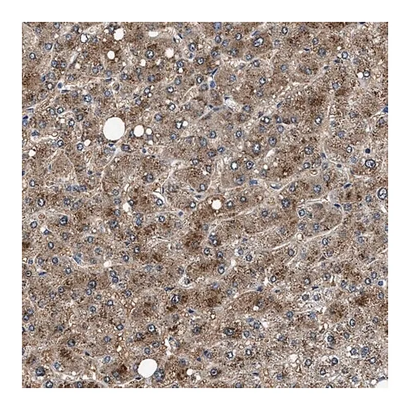 Merck Anti-NEU1 antibody produced in rabbit