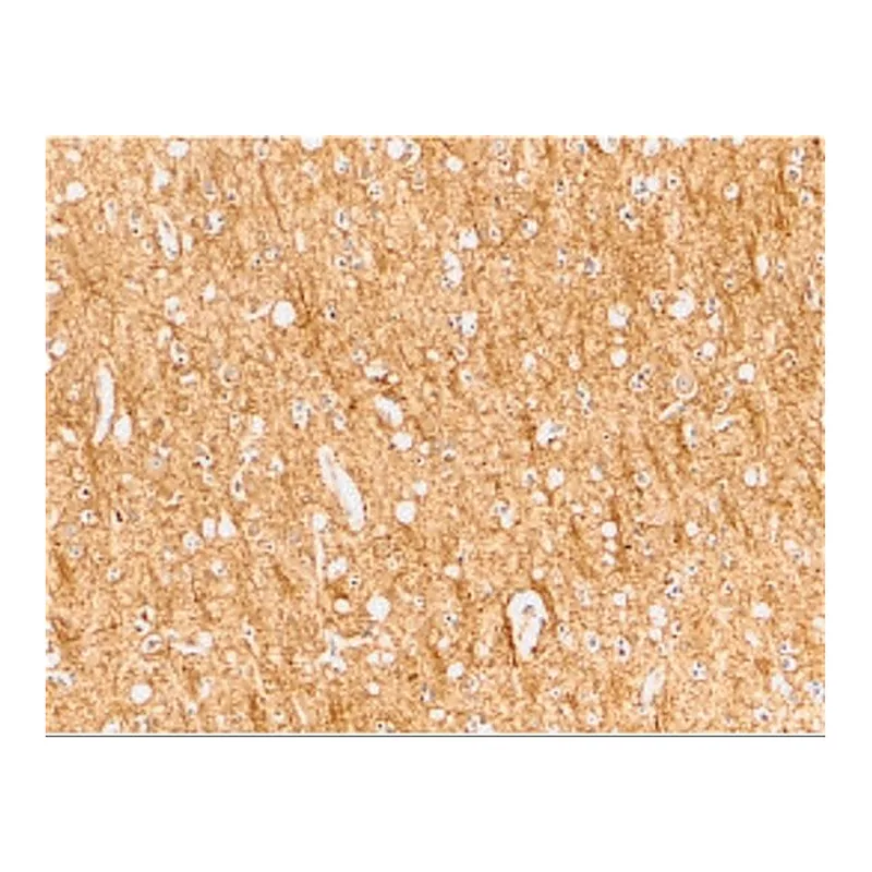 Merck Anti-ATR antibody produced in rabbit