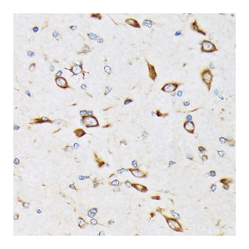Merck Anti-RPS20 antibody produced in rabbit