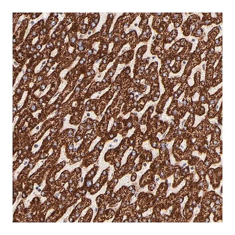 Merck Anti-ECH1 antibody produced in rabbit
