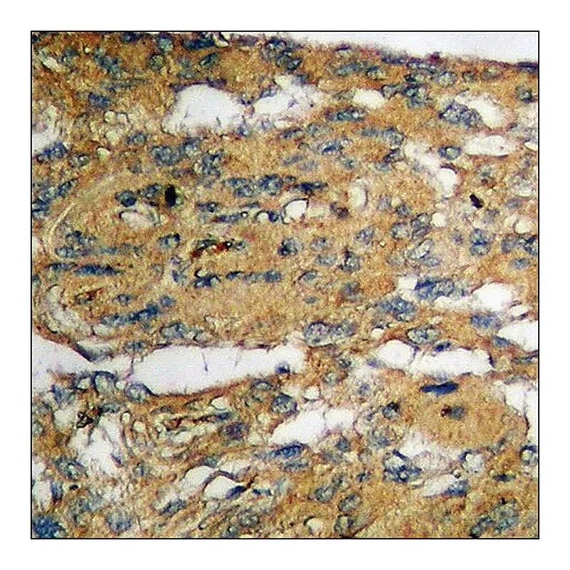 Merck Anti-phospho-IKK-alpha/beta (pSer180/181) antibody produced in rabbit