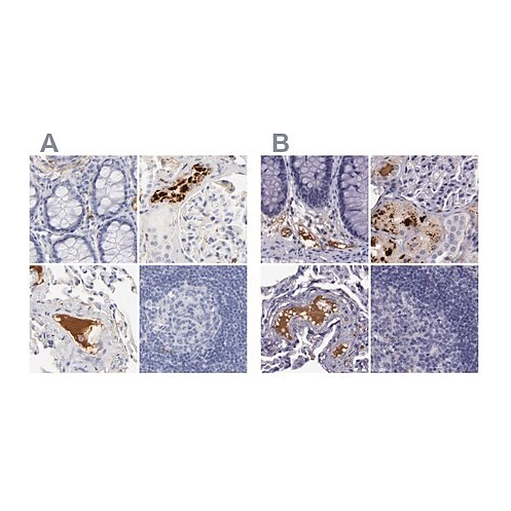 Merck Anti-APOH antibody produced in rabbit