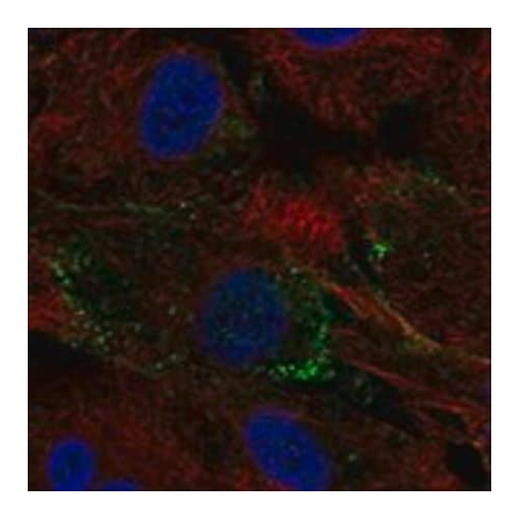 Merck Anti-METTL23 antibody produced in rabbit
