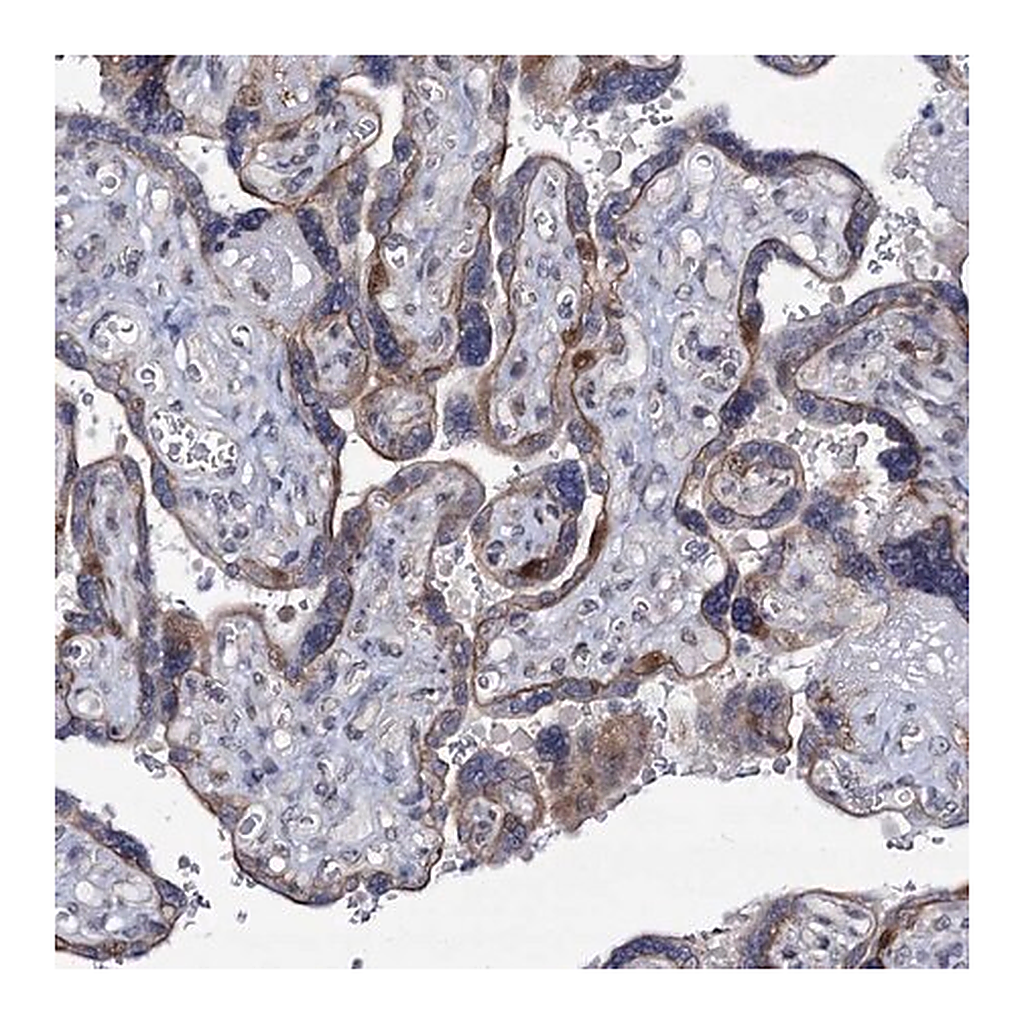 Merck Anti-MCMBP antibody produced in rabbit