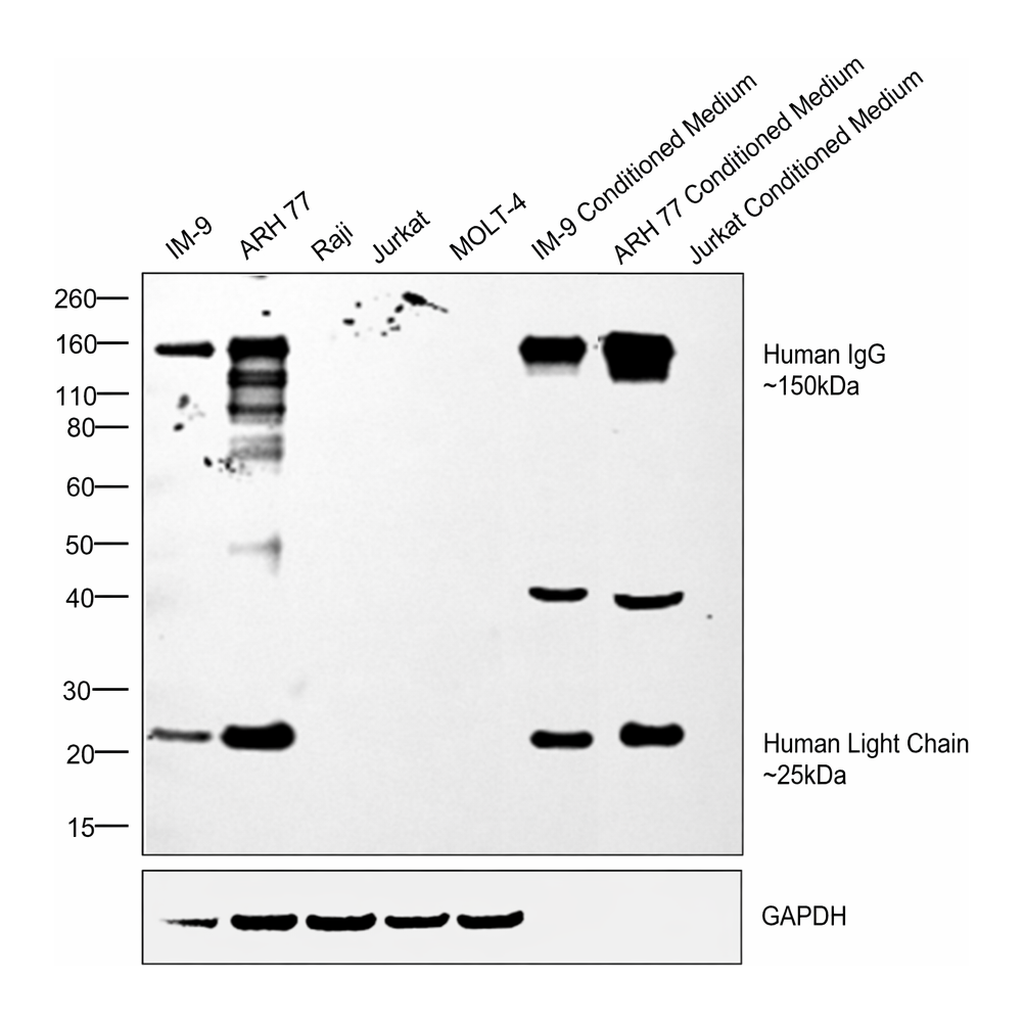 Thermo Fisher Scientific Goat anti-Human IgG (H+L) Secondary Antibody