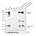 Thermo Fisher Scientific Goat anti-Human IgG (H+L) Secondary Antibody