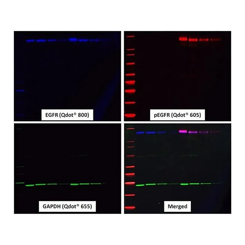 Thermo Fisher Scientific Goat anti-Rabbit IgG (H+L) Secondary Antibody, WesternDot 625