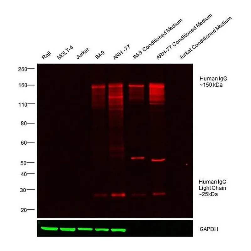 Thermo Fisher Scientific Donkey anti-Human IgG (H+L) Cross-Adsorbed Secondary Antibody, DyLight 755