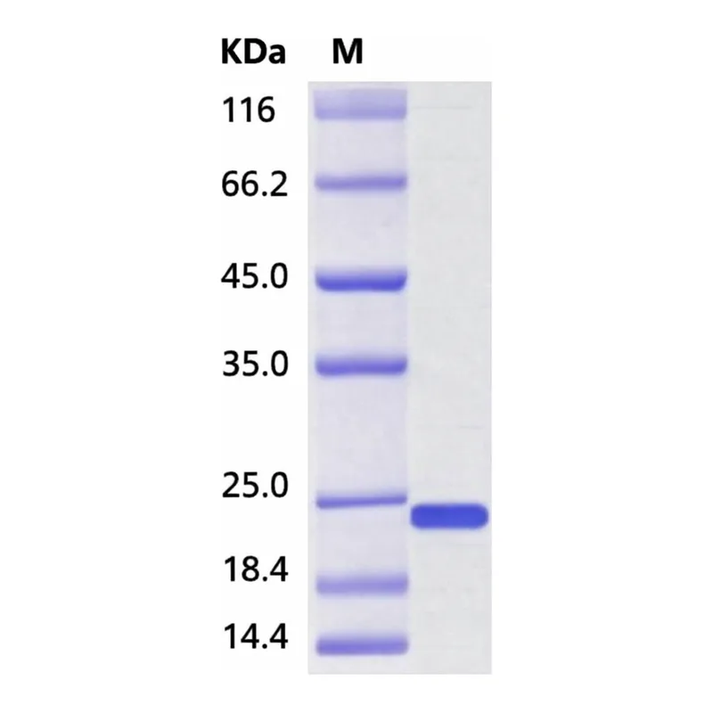 Merck CIRBP/COLD-INDUCIBLERNA-BINDINGPROTEIN,H