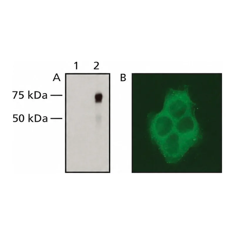 Merck Anti-Raf-1/c-Raf antibody, Mouse monoclonal