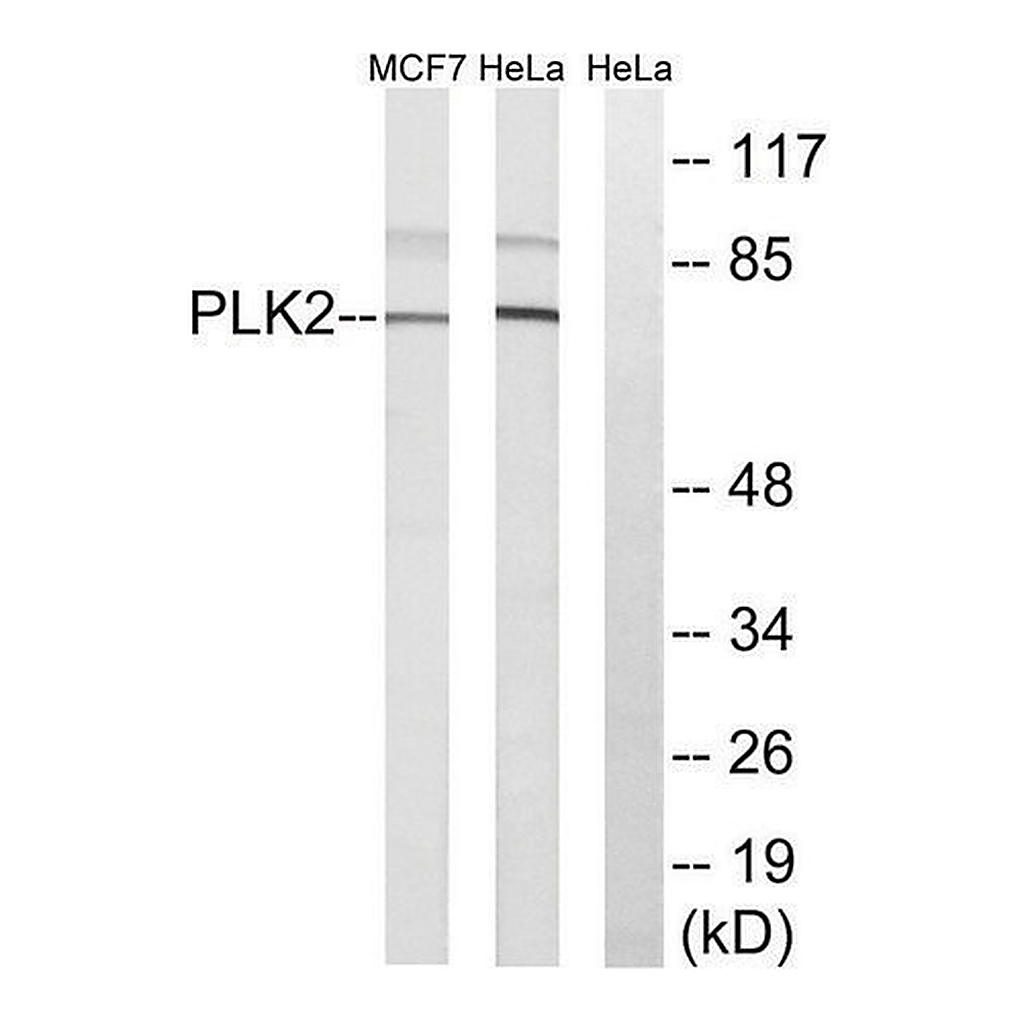 Merck Anti-PLK2 antibody produced in rabbit