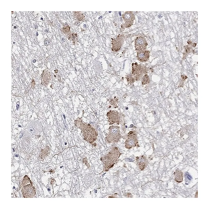 Merck Anti-ECEL1 antibody produced in rabbit