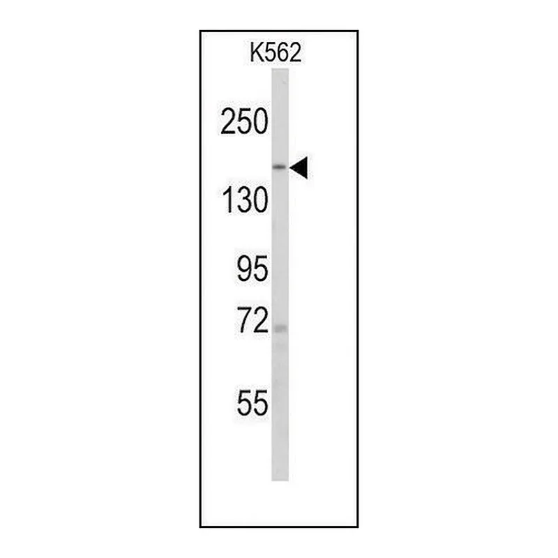 Merck Anti-PHLPP1 (N-term) antibody produced in rabbit