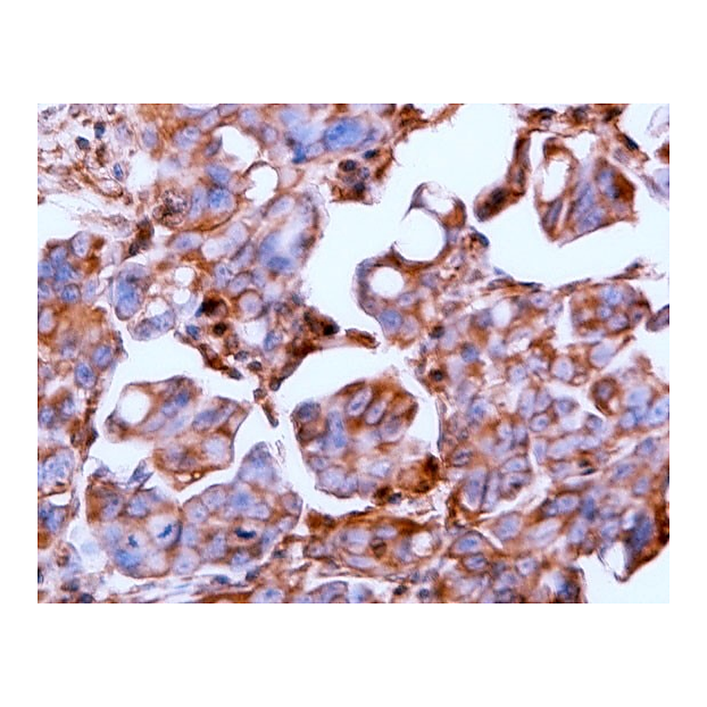 BD Purified Mouse Anti-Human c-erbB-3
