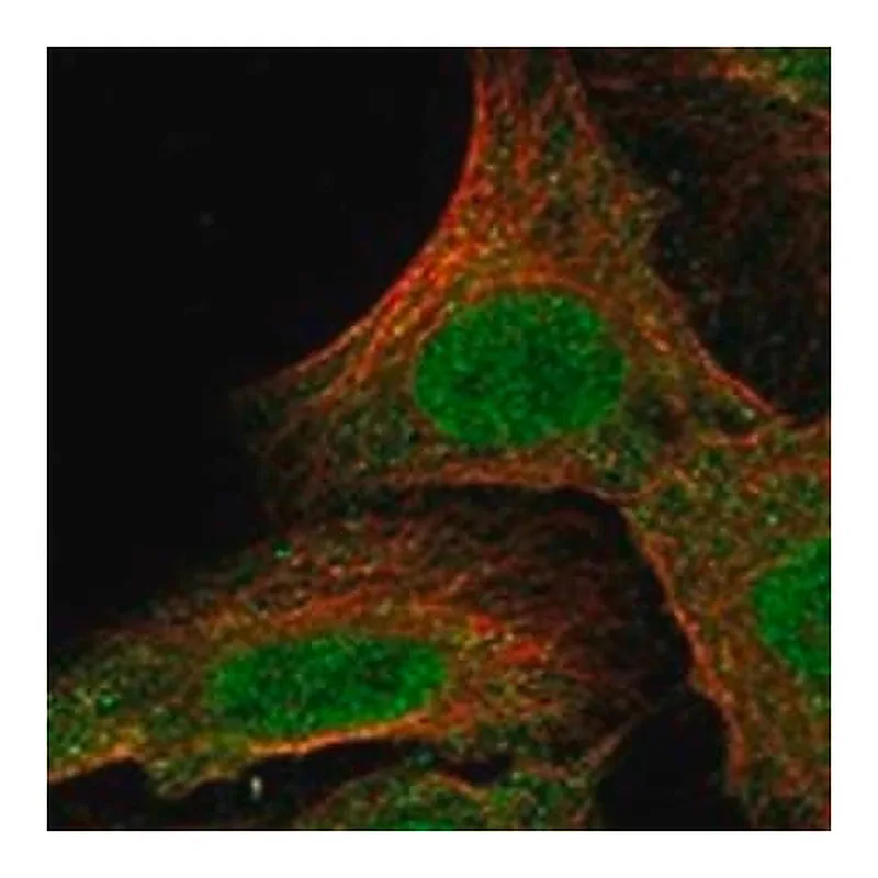 Merck Anti-ADRA1A antibody produced in rabbit