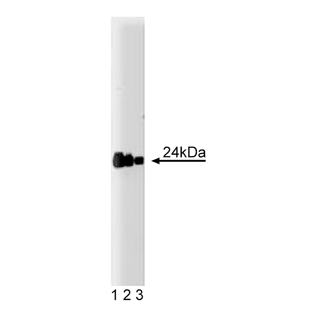BD Purified Mouse Anti-Human FADD