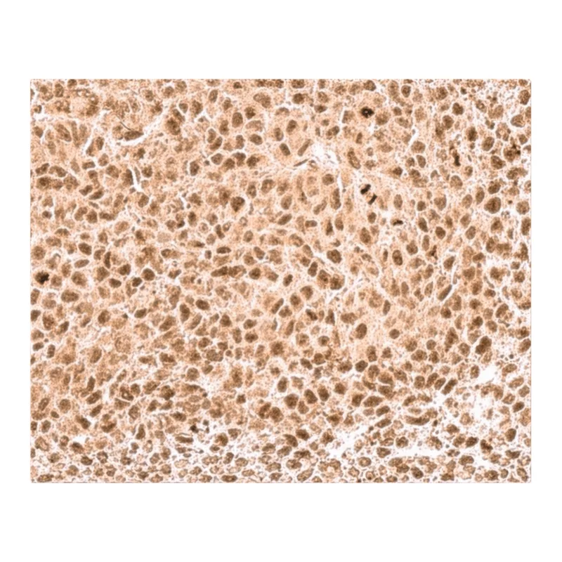 Merck Anti-KLF5 antibody produced in rabbit