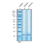 Merck COLIPASE FROM PORCINE PANCREAS