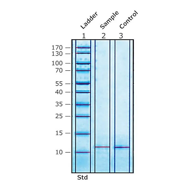 Merck COLIPASE FROM PORCINE PANCREAS